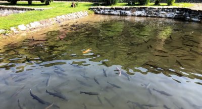 Форелеве господарство Ждимир