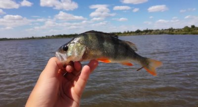 Рыбное хозяйство Барабой - рыбалка в Одесской области