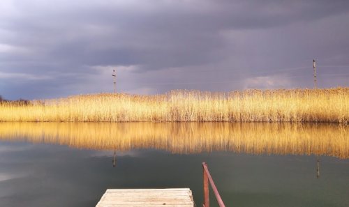 Ставок с. Новогурівка 