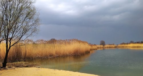 Ставок с. Новогурівка 