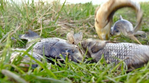 Рыбалка на Дедовом болоте 