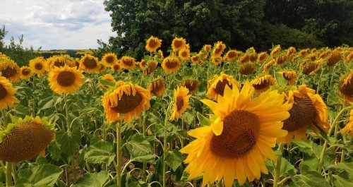 Рыбалка на пруду в с. Комаровка Черкасской области