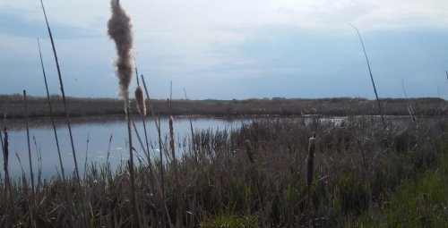 Озеро Карп Прайд в селе Большой Чернятын