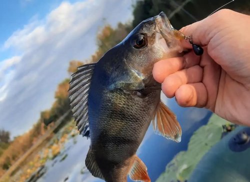 Рыбалка на водоёме в с. Островерховка