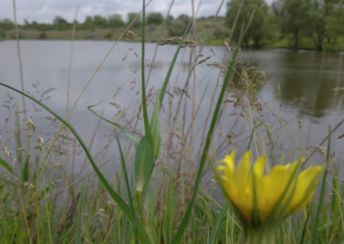 Рибалка на Михайлівському ставку Вільнянський р-н. Запорізька обл.