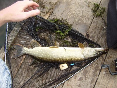 Рыбалка на реке Ингул в Николаевской области