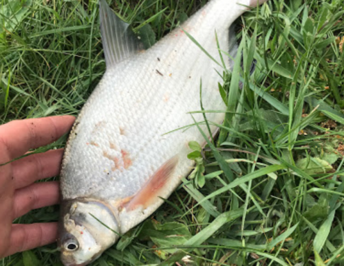 Риболовля на річці Чокрак с. Долинське 