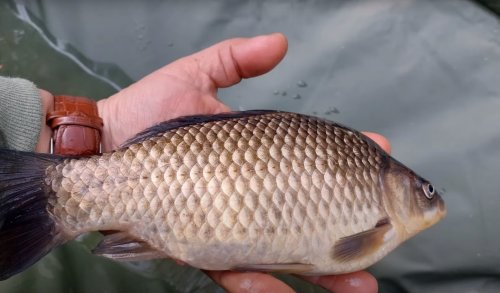 Рыбалка Гаи- Борозенка, Роменский район Сумская область