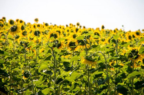 Риболовля на базі відпочинку 