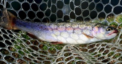 Риболовля на «Форелевій фермі» в Запорізькій області