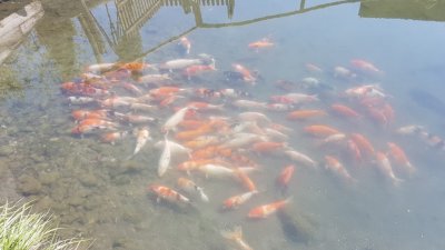 Рыбалка на «Форелевой ферме»