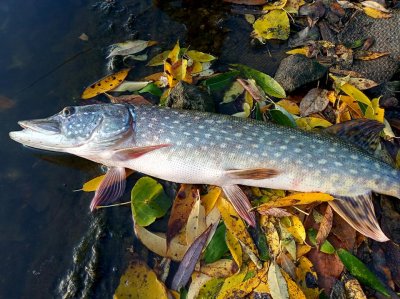 Рыбалка на водоеме в селе Бровково