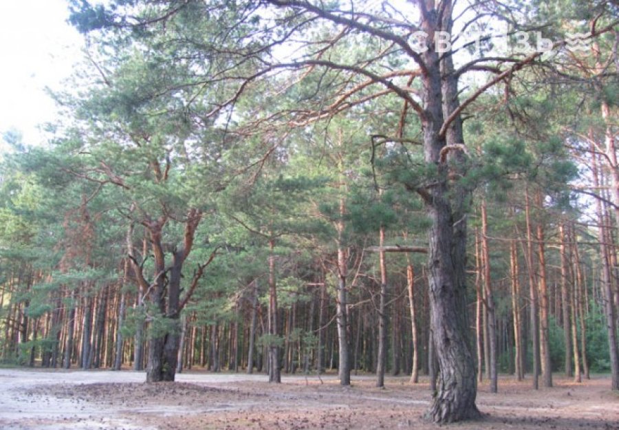 База відпочинку «Лісовик» ур. Гушово