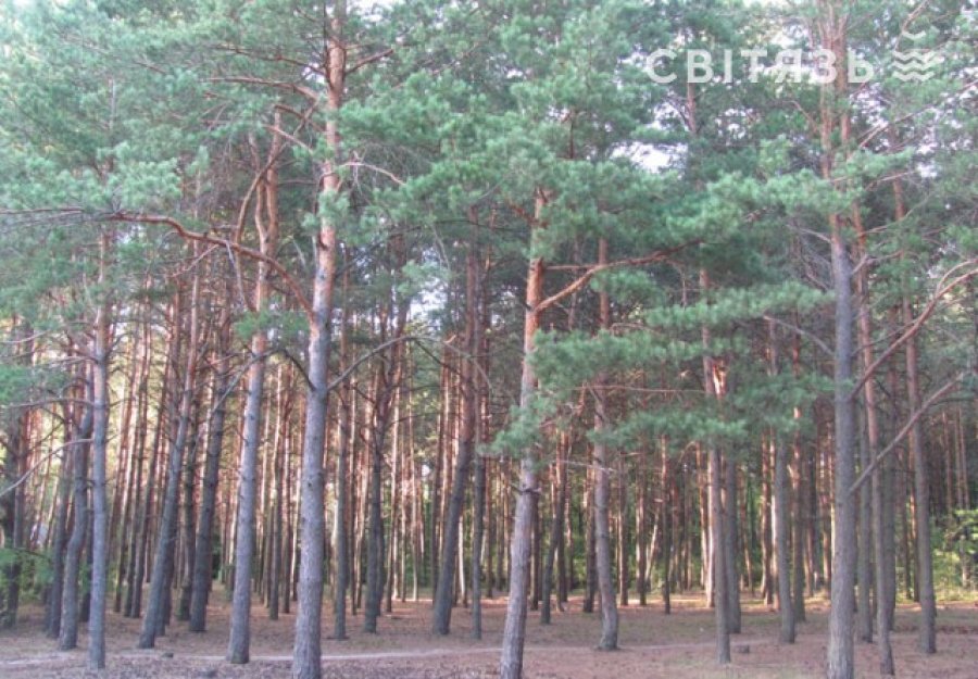 База відпочинку «Лісовик» ур. Гушово