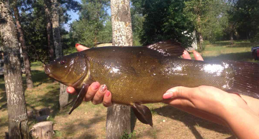 База відпочинку «Орельський двір»