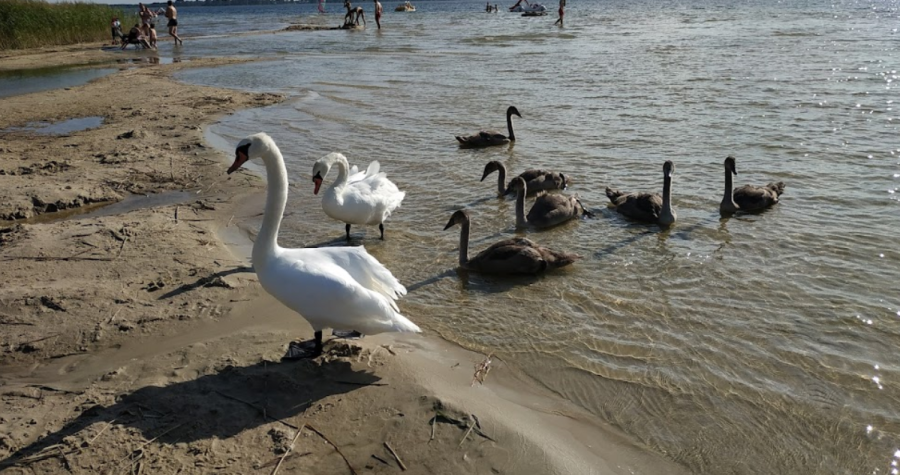 База відпочинку «Світязь - Центр»