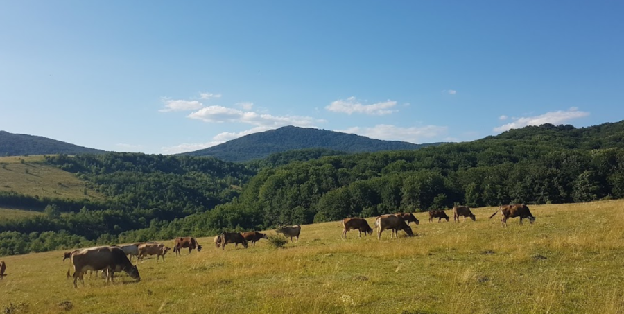 Котеджне Містечко «ОАЗИС КАРПАТ» 