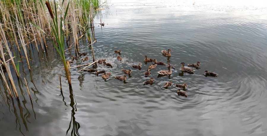 Містечко відпочинку «Грінвуд»  у Житомирській області