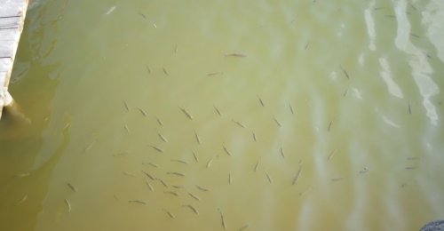 Приватна садиба «Турянський Двір» 