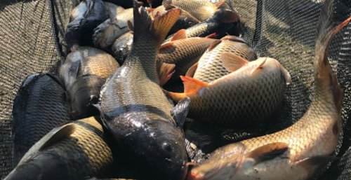 Риболовля та відпочинок на озері «Бердихів»