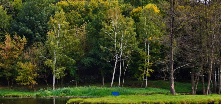 Озеро «Fish Forest»