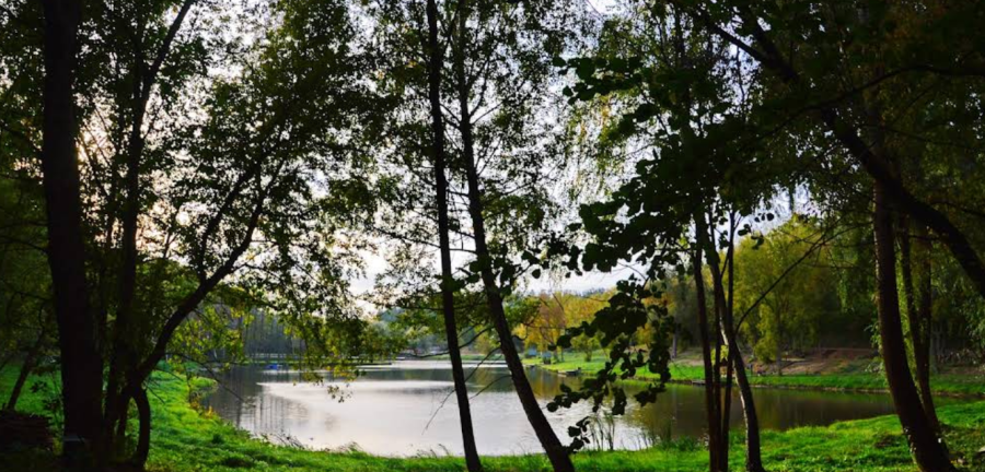 Озеро «Fish Forest»