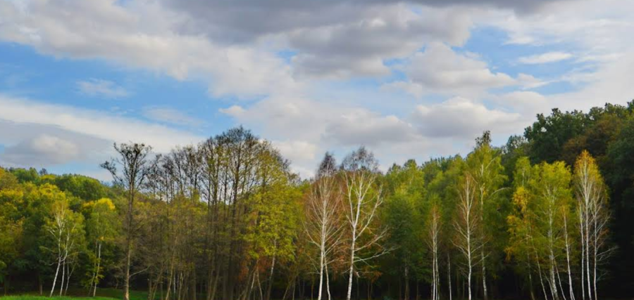 Озеро «Fish Forest»