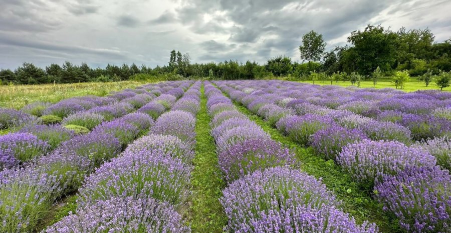 Затишна садиба