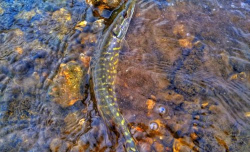 Риболовля на р. Інгулець 