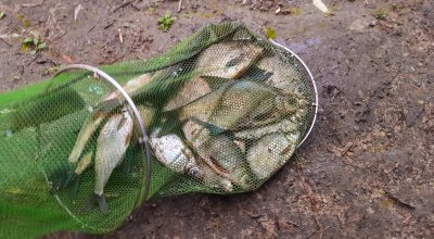 Рыбалка на реке Десна 