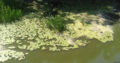 Рыбалка на реке Горный Тикич в Черкасской области