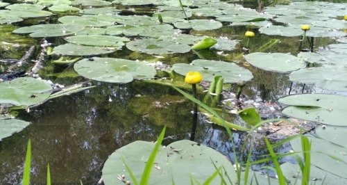 Рыбалка на реке Горный Тикич в Черкасской области