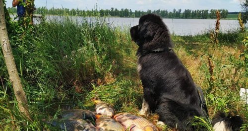 Салтичійский степовий оазис: відпочинок і риболовля у Запорізькій області