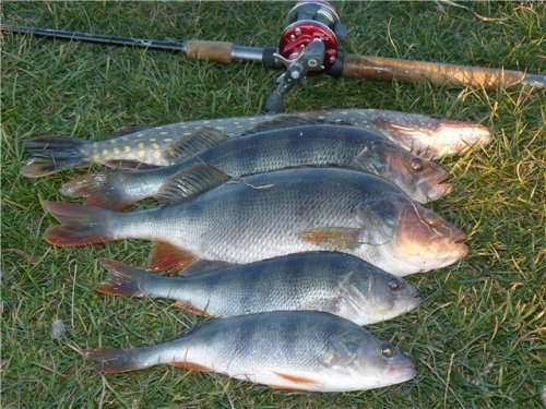 Рибалка біля села Хорев Волинської області