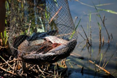 Рыболовная база «Долина цветов»