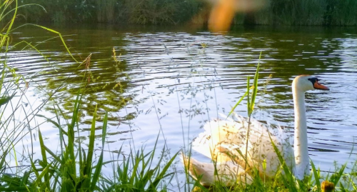 База відпочинку «Боголюби» у Волинській області