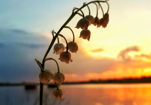 База відпочинку «Боголюби» у Волинській області