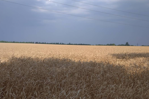 Риболовля на ставку біля села Михайлівка Запорізької області