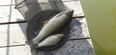 Риболовля на базі відпочинку «Комарово» у Вінницькій області