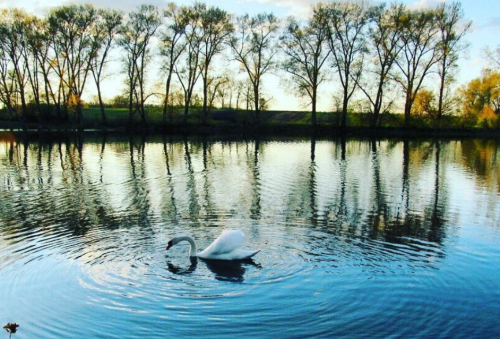 Ставок Ангелівка в Тернопільській області