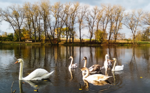 Ставок Ангелівка в Тернопільській області