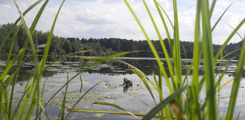 Ставок Вирля в Тернопільській області