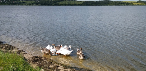 Залозецький став у Тернопільській області
